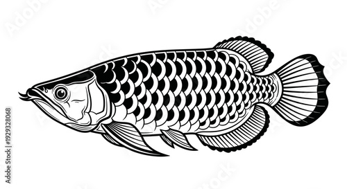 Arowana Fish Illustration - Black and White Line Art
