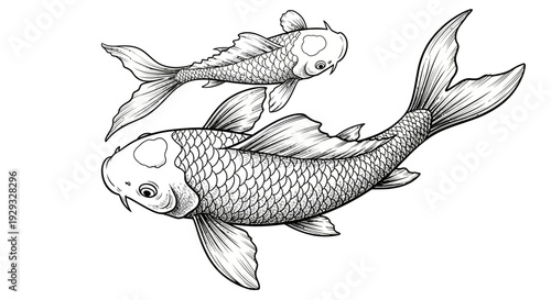 Hand-drawn Koi Fish Illustration - Japanese Art Style