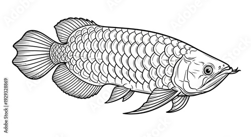 Line Art Arowana Fish Illustration - Asian Dragon Fish Drawing
