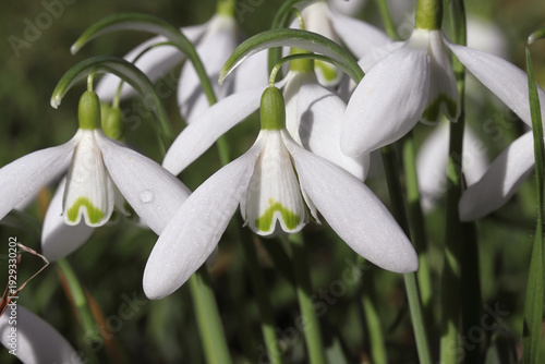 Gros plan sir les premières fleurs de l'année : les perce-neige, magnifique fleurs blanches de la famille des crocus. 
