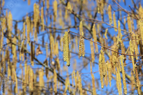 bourgeon d'un noisetier appelé aussi chaton