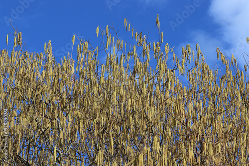 à la fin de l'hiver, les bourgeons comestibles  d'un noisetier appelé aussi chaton