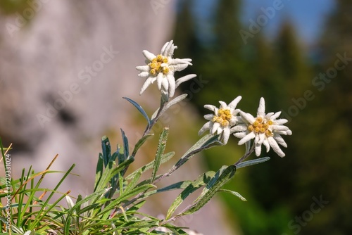 Very rare edelweiss mountain flower. Isolated rare and protected wild flower edelweiss flower (Leontopodium alpinum) growing in natural environment high up in the mountains