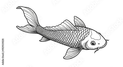 Koi Fish Illustration - Hand Drawn Sketch in Black and White