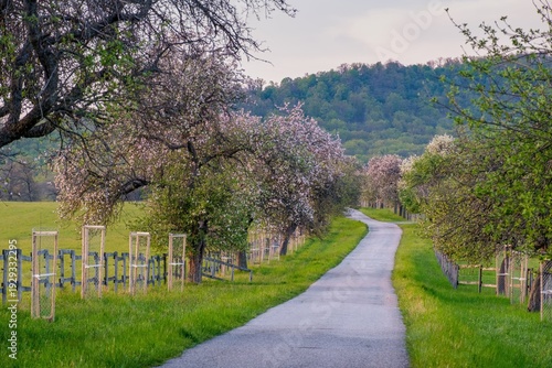 Spring landscape with blooming apple and cherry trees, asphalt road, cycle path, green meadows and a forested mountain hill. Apple garden with blossom apple trees.