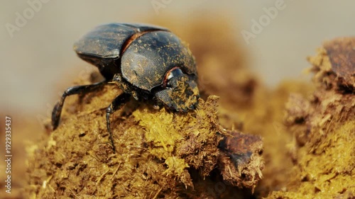 Closeup macro of beetles making a dung ball in a heap. Wild life nature in natural habitat. Amazing insects of South Africa. African safari, exotic country. Conservation nature in national park