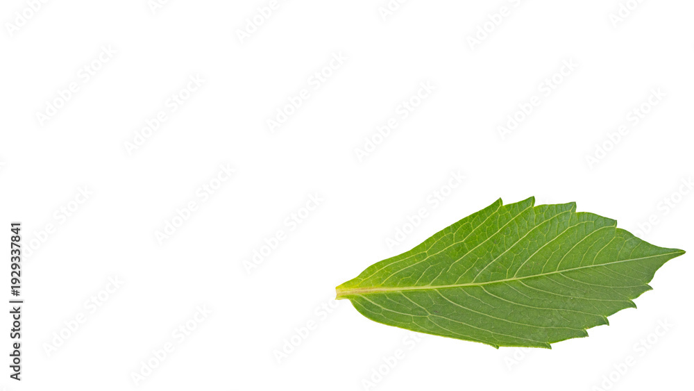 Obraz premium ダリアの葉 マクロ撮影 背景透過PNG