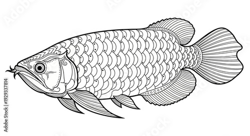 Arowana Fish Line Art Illustration - Exotic Freshwater Aquarium Pet