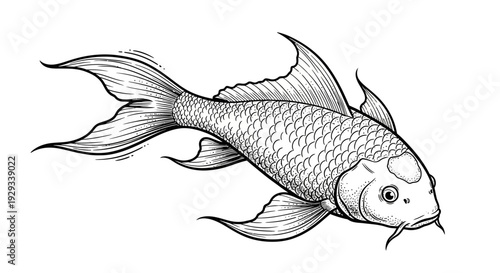 Koi Fish Illustration, Japanese Carp Drawing, Aquatic Animal Art
