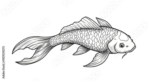 Elegant Koi Fish Illustration - Japanese Carp Drawing