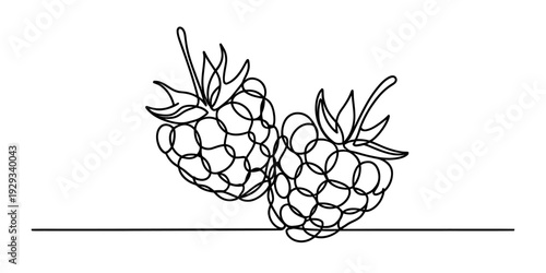 Continuous line drawing of two raspberries with leaves on a white background. Vector, illustration