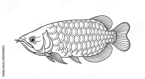 Arowana Fish Line Art Illustration - Exotic Aquarium Pet, Hand Drawn Style
