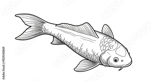 Koi Fish Illustration - Black and White Drawing, Isolated