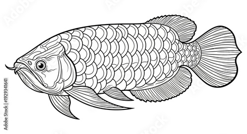 Arowana Fish Drawing - Outline Illustration of Exotic Freshwater Aquatic Animal