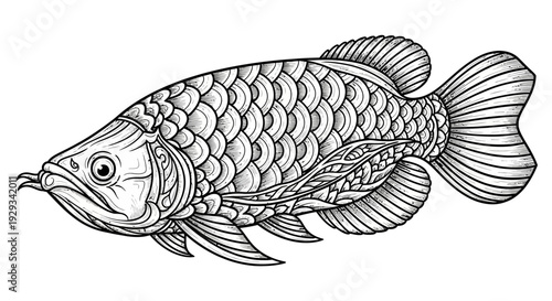 Arowana Fish Illustration - Detailed Line Art, Exotic Pet, Aquatic Life