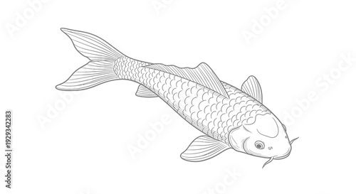 Koi fish line drawing, elegant Japanese carp illustration, black and white outline