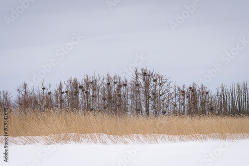 Wallpaper Mural Large cormorant colony with visible nests in bare trees during winter. Cormorant nesting colony in leafless trees along a snowy wetland, illustrating environmental impact and damage to vegetation.  Torontodigital.ca