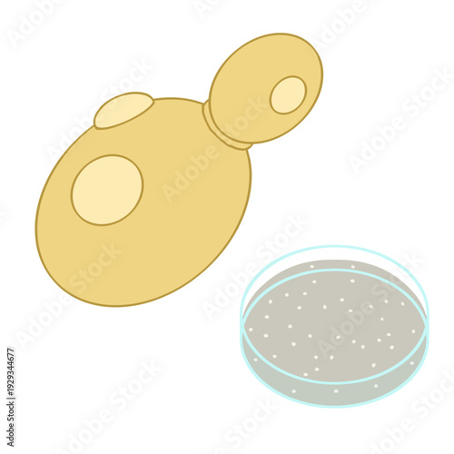 シャーレの培地で培養される酵母菌 科学実験と発酵学