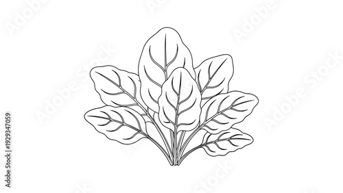 Botanical illustration of a cluster of healthy green leaves in black and white line art style on a plain background.