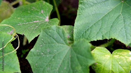 Cucumber plants with ripe cucumbers in bloom