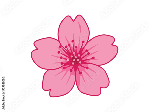 A single pink cherry blossom flower illustration.