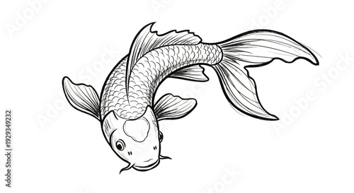 Koi Fish Sketch - Japanese Carp Illustration
