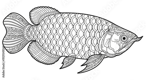 Arowana Fish Illustration, Line Art, Exotic Freshwater Aquarium Pet