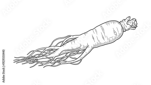 hand drawn ginseng root botanical illustration black and white line art