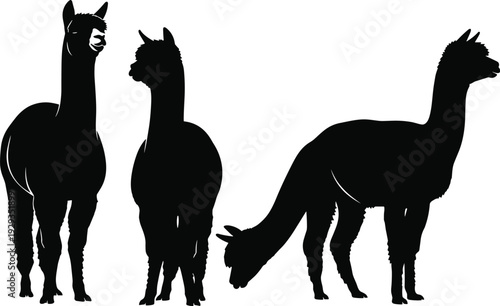 Black Silhouette Vector Set of Realistic Alpaca Llama Domestic Animals South American Mammals Isolated on White Background for Farm Graphic Design