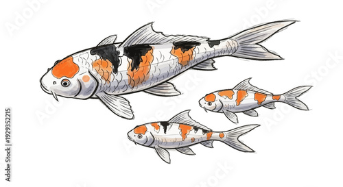 Three colorful Koi fish swimming, one large and two small, isolated on white background