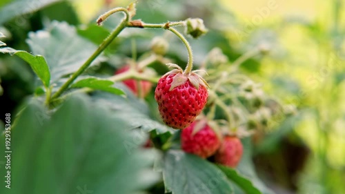 Fresh strawberries growing on plants in a sunny field 