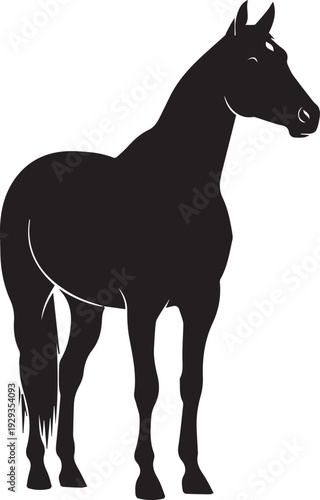 Standing thoroughbred horse silhouette vector illustration showing muscular animal anatomy