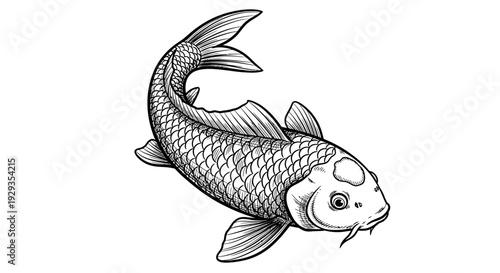 Hand-drawn Koi Fish Illustration - Vintage Sketch Style