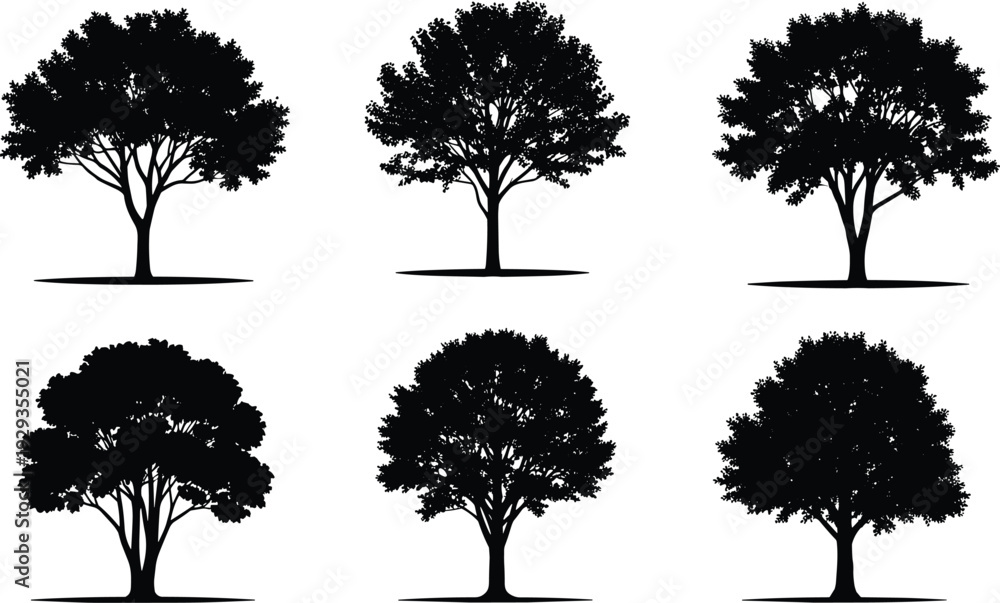 Fototapeta premium Collection of Six Different Detailed Deciduous Tree Silhouettes Isolated on White Background for Nature Landscape Design and Environmental Graphic Projects
