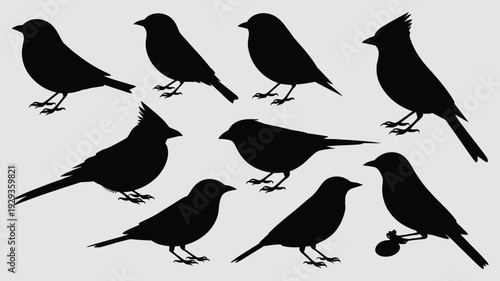 Black silhouettes of various birds on gray background