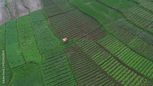 Aerial Orbit Drone Shot Over Green Agricultural Fields in Indonesia