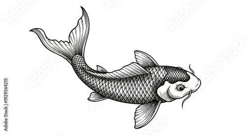 Elegant Koi Fish Illustration, Vintage Hand-Drawn Style