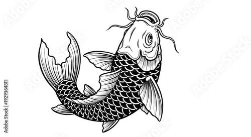 Koi Fish Drawing Illustration - Black and White Line Art