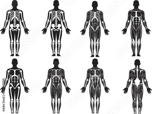 Black silhouette illustrations of human anatomy, skeletal system, muscular system, nervous system, bones, muscles, nerves, physiology, educational design, medical vector