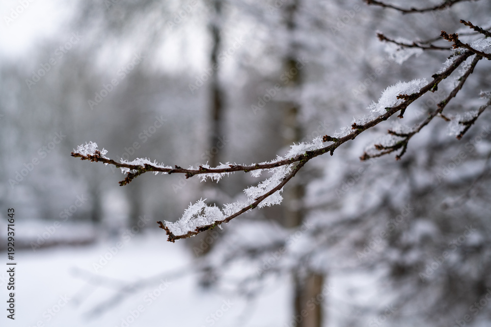 Obraz premium Branch covered with snow crystals.