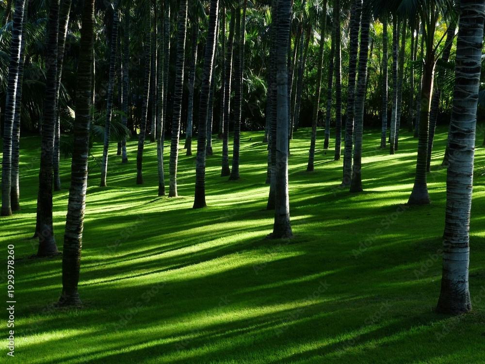 Fototapeta premium White and Brown Trees on Forest during Daytime 