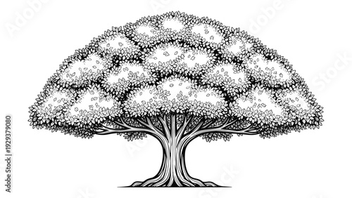 Intricate black and white ink drawing of a large oak tree with thick branches and a wide canopy full of detailed leaves.