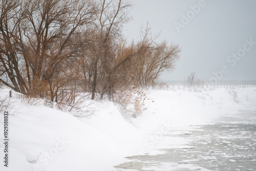 Bare trees and snow-covered dunes along a winter shoreline