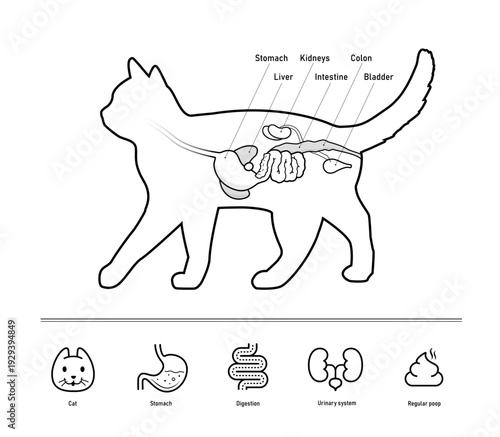 The cat digestive system illustration with set of icons for cats health projects. The outline icons are well scalable and editable. Contrasting elements are good for different backgrounds. EPS10.	