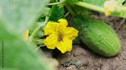 The bee pollinates the cucumber flower. Close up shot