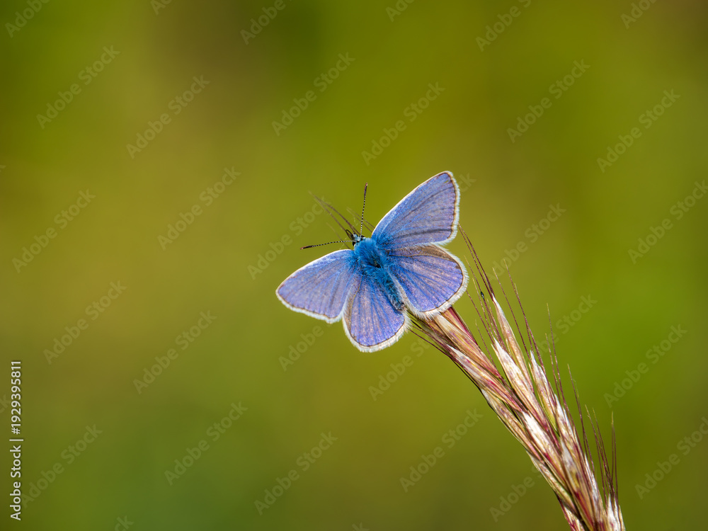 Fototapeta premium Common Blue Butterfly Resting on Grass