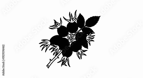 Dark line drawing of a cluster of berries with leaves and stems