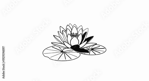 Stylized black and white line art of a blooming water lily on lily pads