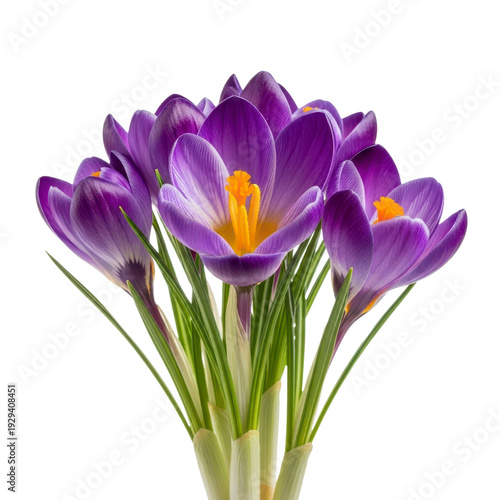 Bunch of purple crocuses with green stems