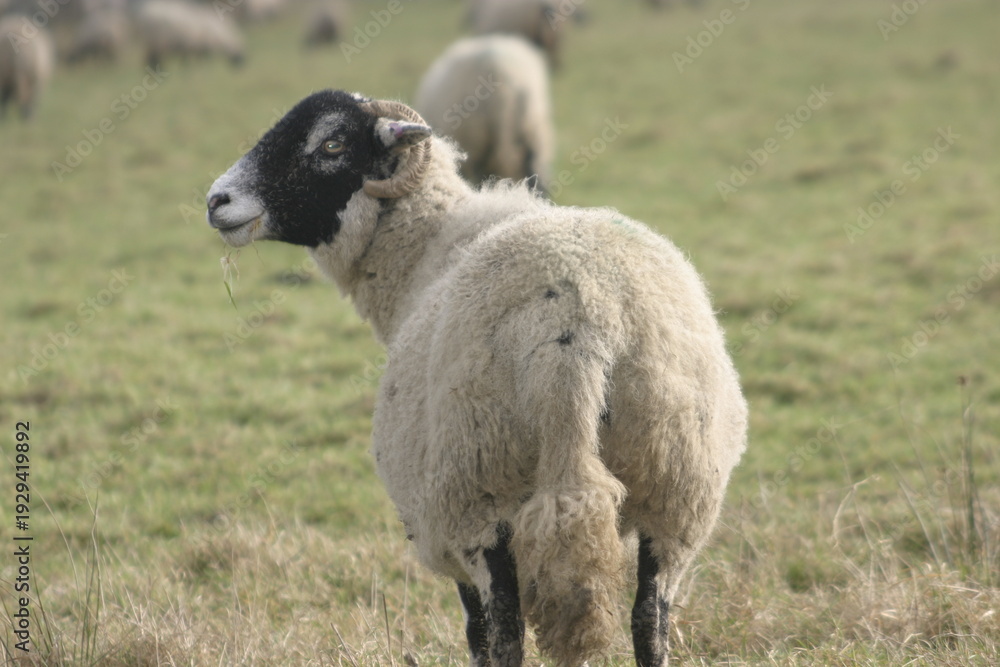 Obraz premium A close-up of a black and white sheep with curled horns chewing on grass in a natural field setting, capturing the rustic charm and peacefulness of rural life.